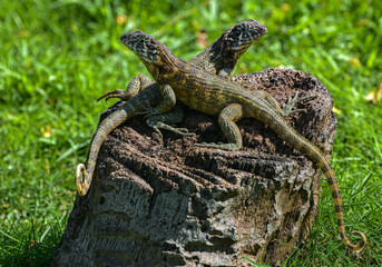 iguanas