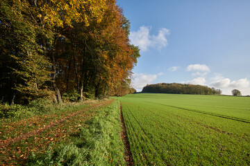 Fototapeta na wymiar Strahlend sonniger Herbsttag am Rheinhöhenweg über dem Mittelrheintal