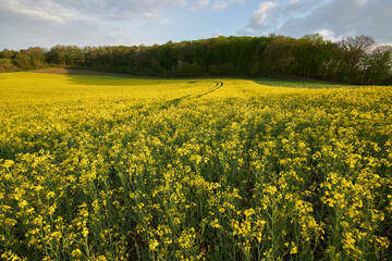 Blühende Rapsfelder im Kerkerbachtal