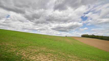 Fototapeta na wymiar Dramatische Wolken über Feldern mit aufkeimendem Mais