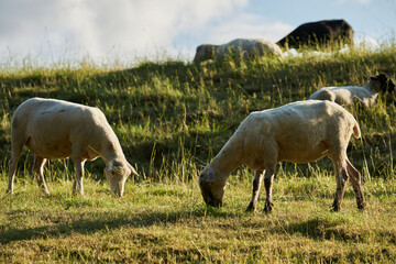 Obraz na płótnie Canvas Geschorene Schafe auf der Weide im Abendlicht