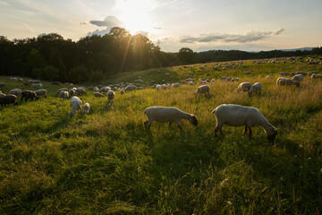 Geschorene Schafe auf der Weide im Abendlicht