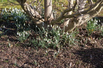 snowdrops in the garden, white flowers