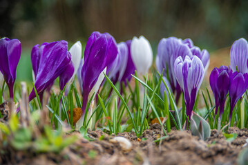 Spring flowers