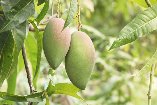 closeup mango on tree in garden