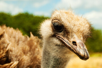 ostrich head close up