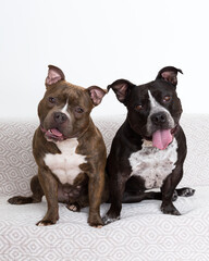 Selective focus vertical view of female black and white and brown and white American Bully dogs sitting on couch looking up with mouth open and a gentle expression	