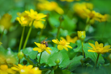 bee and flower, bee collects nectar, spring, green and yellow natural background