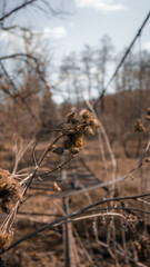 
Dried cocklebur Xanthium orientale against the backdrop of a forest and a destroyed bridge