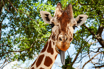 Giraffe with Long Tongue