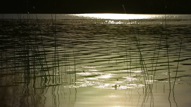 Meditative spring time with nature sound