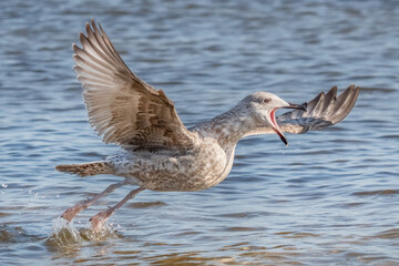 Möwe startet aus dem Wasser