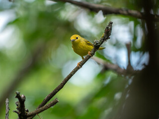 An American yellow warbler perched in the forest