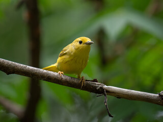 An American yellow warbler perched in the forest