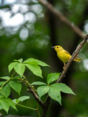 An American yellow warbler perched in the forest