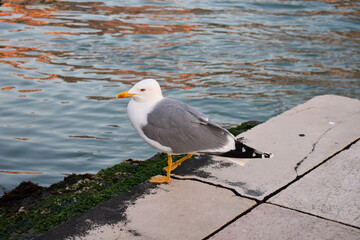 seagull on the beach