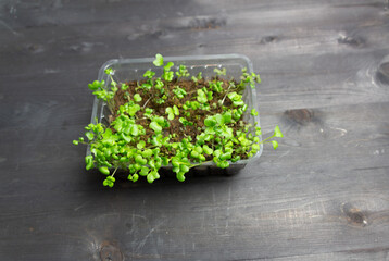 microgreens grow in pot with soil on black background