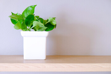 Fresh green small Devils Ivy in square ceramic white vase  on wood shelf with copy space