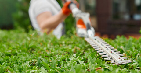 Close up of strong man shaping overgrown bushes with electric hedge trimmer during summer time....