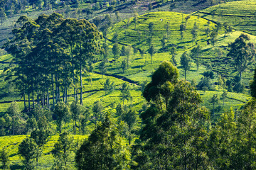 Sri Lanka Tea Plantation. Haputale, Sri Lanka.