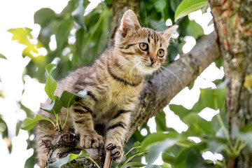 Small striped kitten with a close look in the garden on a tree