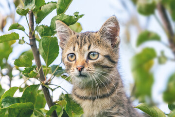 Naklejka na ściany i meble Small striped kitten on a tree close up