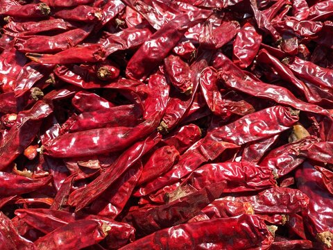 Red chilli drying in sunlight, spicy red chillies, kashmiri chilli,