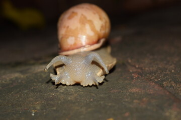 giant snail head close up walking over stone floor