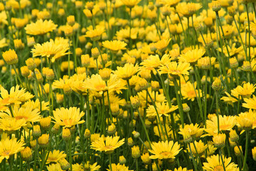 Fototapeta premium carpet of yellow daisies