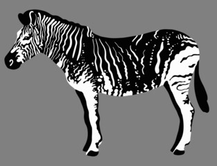 black and white vector Melanistic zebra on background. Rare animals vector