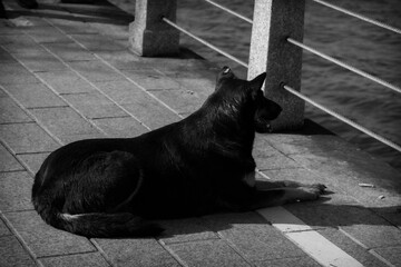 black and white dog, waiting for the city