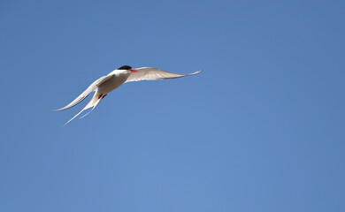 Küstenseeschwalbe fliegt 