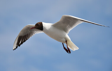 Lachmöwe fliegt