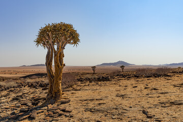 Fototapeta na wymiar Desert landscape with quiver tree (Aloe dichotoma), Namib desert, Namibia, southern Africa 