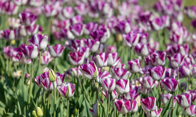 Beautiful purple and white color Tulip flowers in Holland, Michigan, selective focus