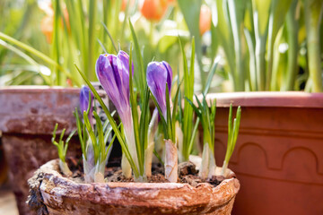 Crocus flowers makes the way through ground in flower pot. Growing flowers in spring as anti stress...