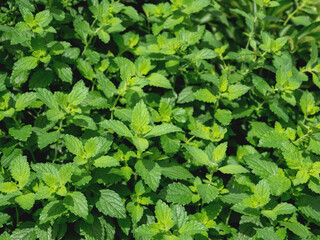 Lemon balm or Melissa officinalis, perennial herbaceous plant in the mint family. Natural summer...