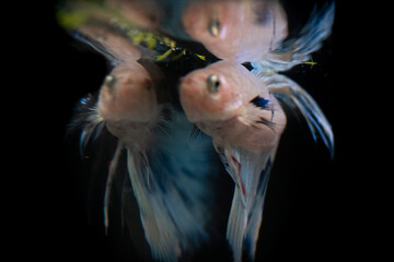 Obraz premium BETTA SPLENDERS PLACKAT FISH EYES AND MOUTH MACRO