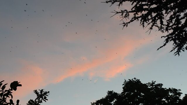 Pájaros volando en un cielo celeste con nubes rosadas