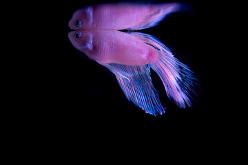 BETTA SPLENDERS PLACKAT FISH ILLUMINATED WITH FUCHSIA LIGHT