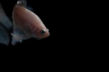 blue tail splenders betta fish in an aquarium with black background