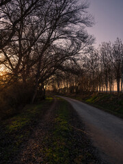 Path between trees at sunset