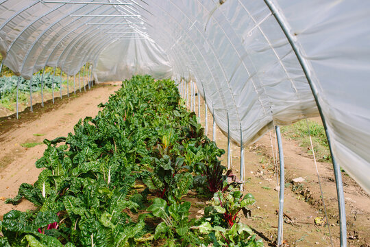High Tunnel Leafy Greens