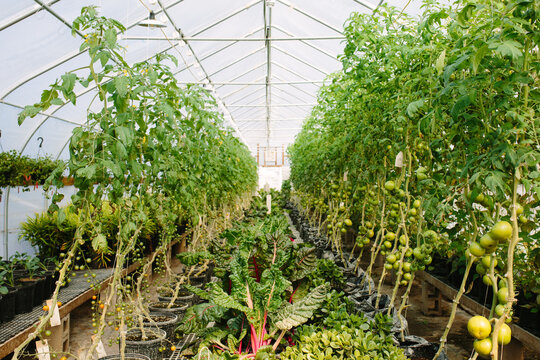 Greenhouse Produce