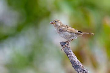 House sparrow young fledgling bird perched on branch
