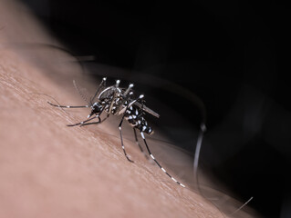 Asian tiger mosquito bites a hairy human skin