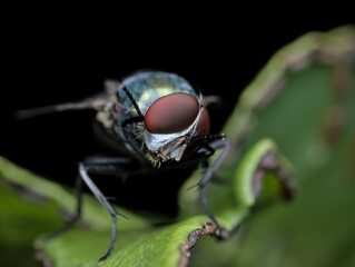 Blue bottle fly on the fern leaf is cleaning itself