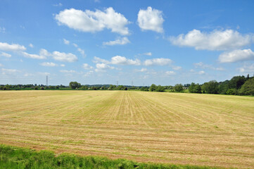 Fototapeta premium wheat field and sky