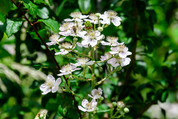 Many delicate small white flowers on large blackberry bush in direct sunlight, in a garden in a sunny summer day, beautiful outdoor floral background photographed with soft focus.