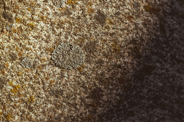 moss covered granite stone surface